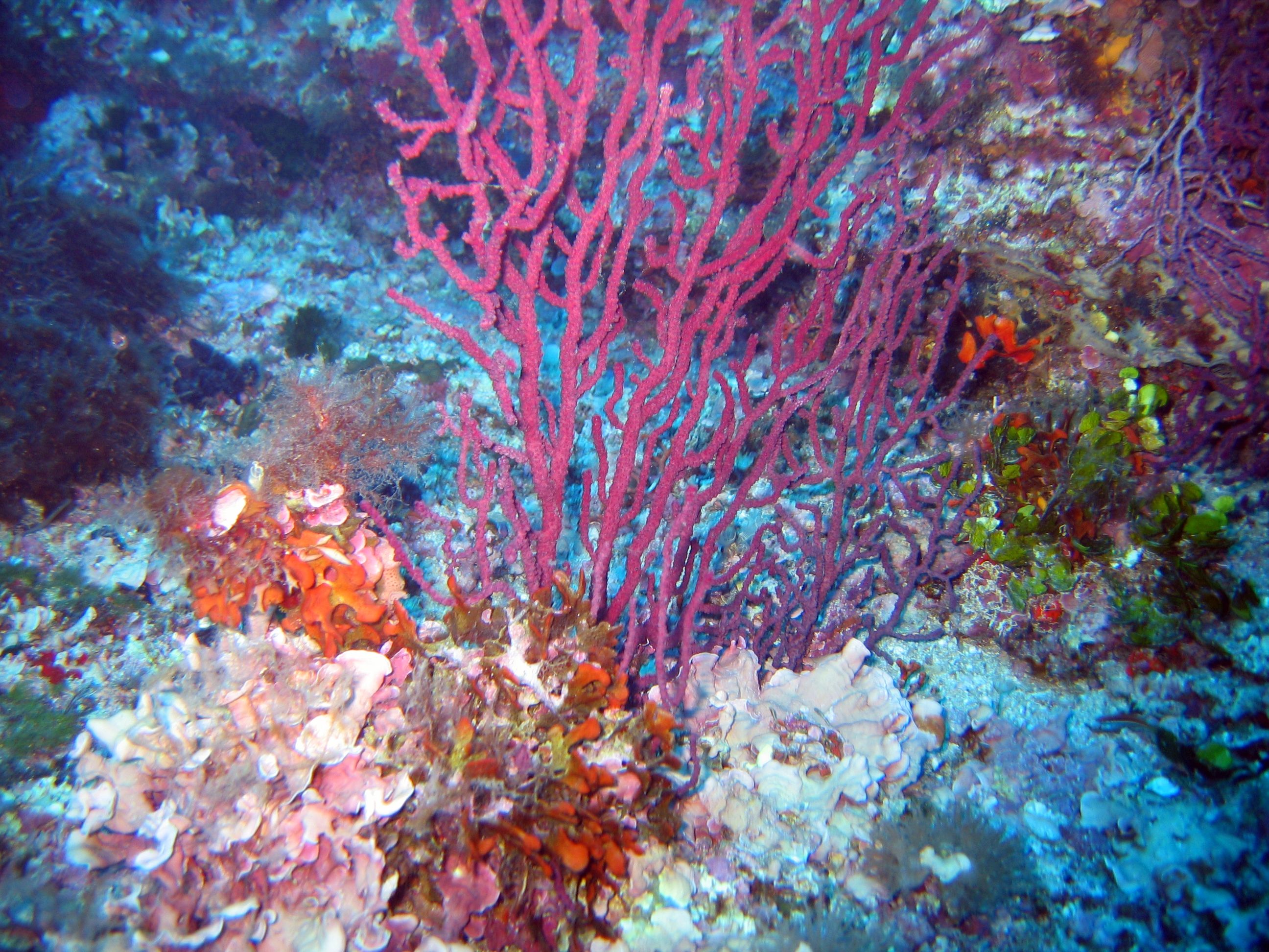 Coraligeno con gorgonias (c) UB-David Diaz