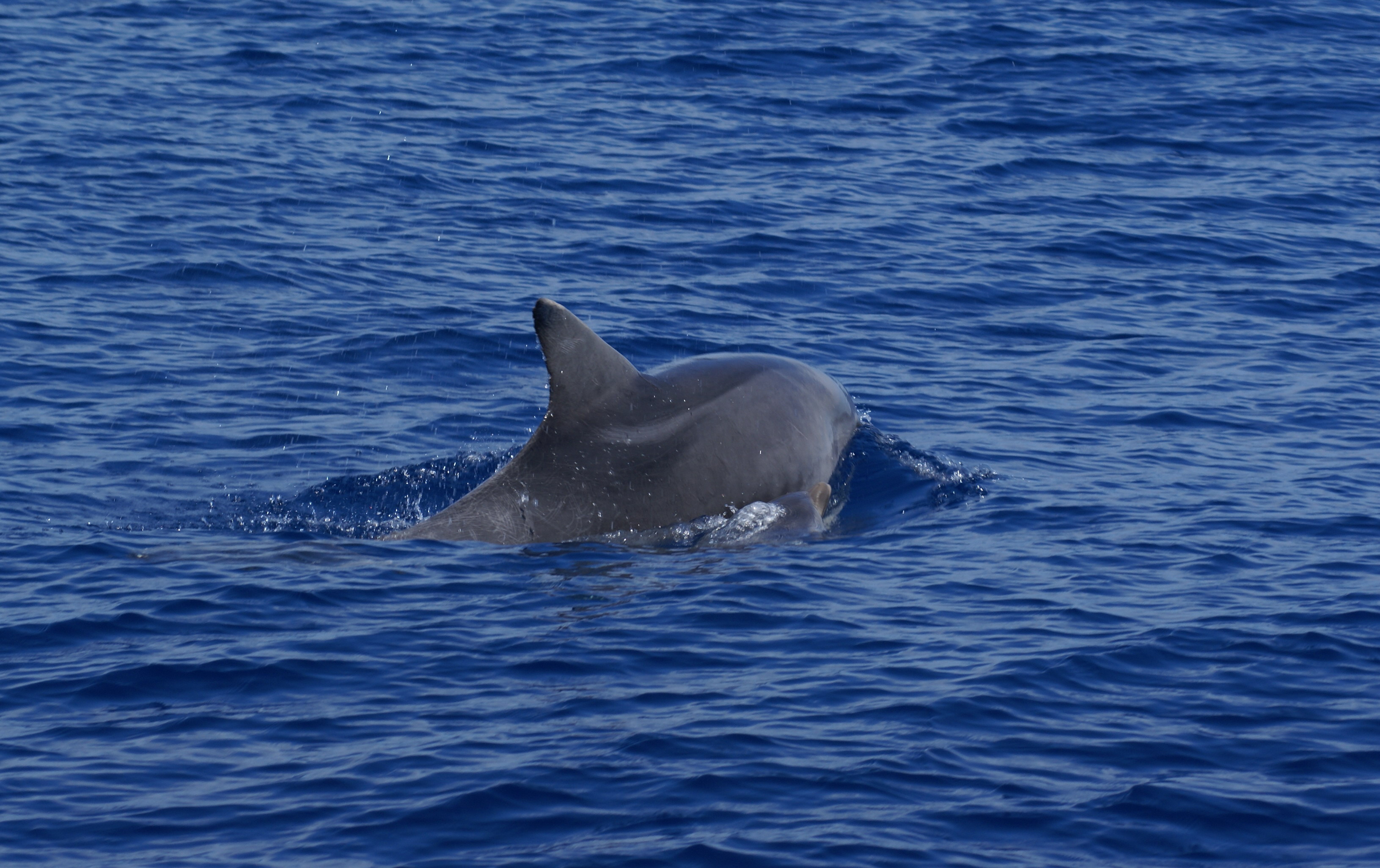 Delfin mular con cria © SUBMON