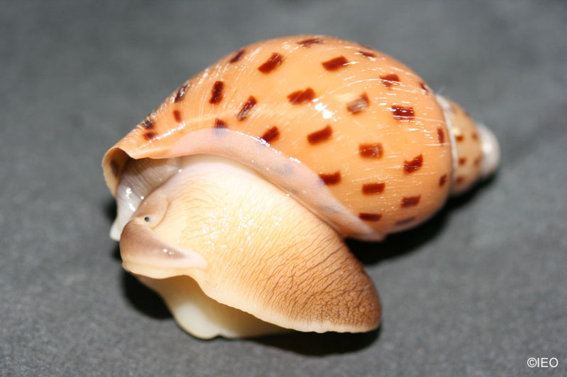 (Ampulla criamus) especie endemica en el Golfo de Cádiz ©IEO