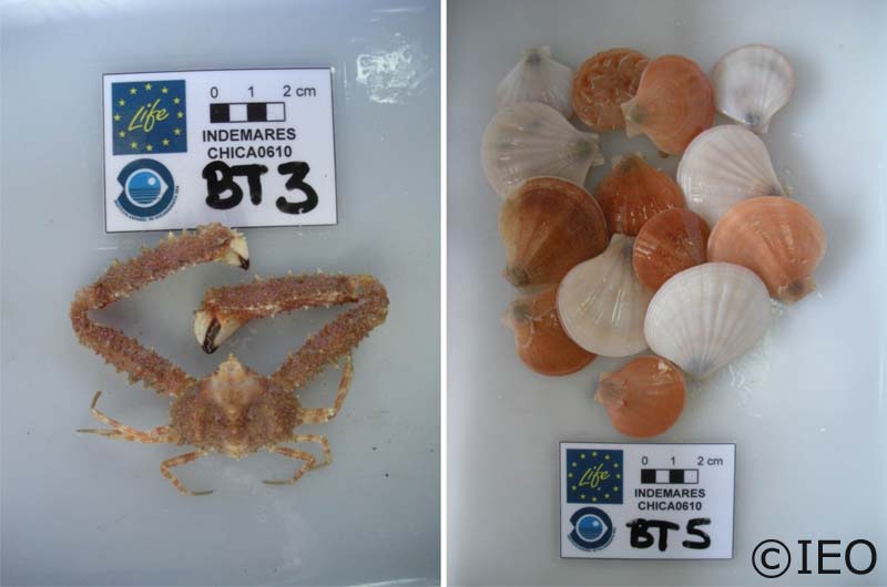 (Izquierda) Crustáceo decápodo Parthenope macrochelas que ha sido encontrado en los tres ambientes más característicos de Gazúl: porckmarks, crestas y vertientes del cono volcánico. (Derecha) El bivalvo Palliolum se ha encontrado únicamente en ambientes d