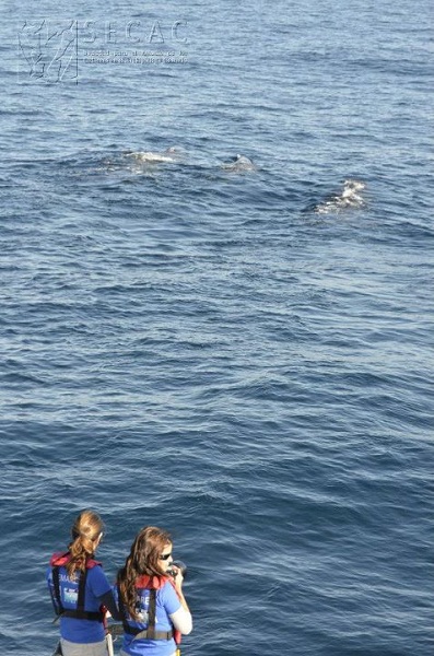 Mónica Pérez y Marisa Tejedor frente a un grupo de cachalotes (Physeter macrocephalus) ©SECAC