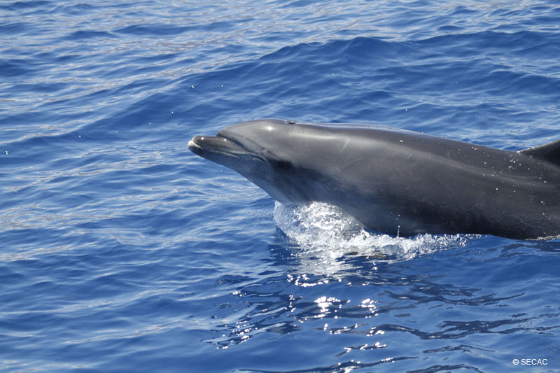 Delfines mulares (Tursiops truncatus) ©SECAC