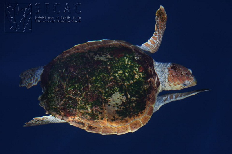 Tortuga boba (Caretta caretta) llena de epibiontes © SECAC