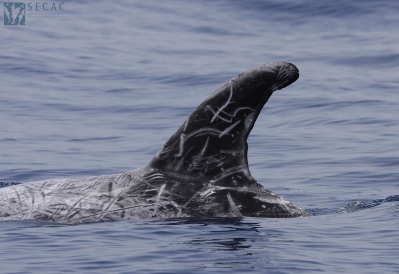 Fotoidentificación de calderón gris (Grampus griseus) ©SECAC