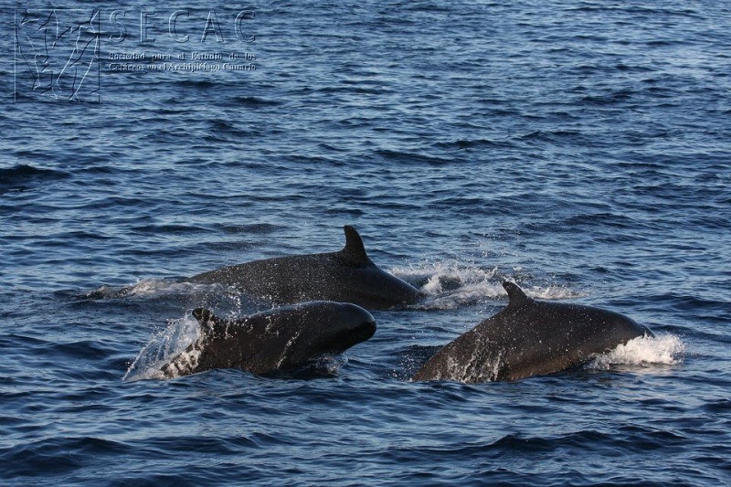 Falsas orcas (Pseudorca crassidens) ©SECAC