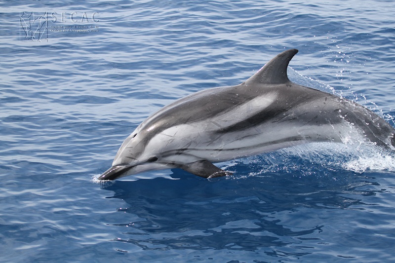 Delfín listado (Stenella coeruleoalba) ©SECAC