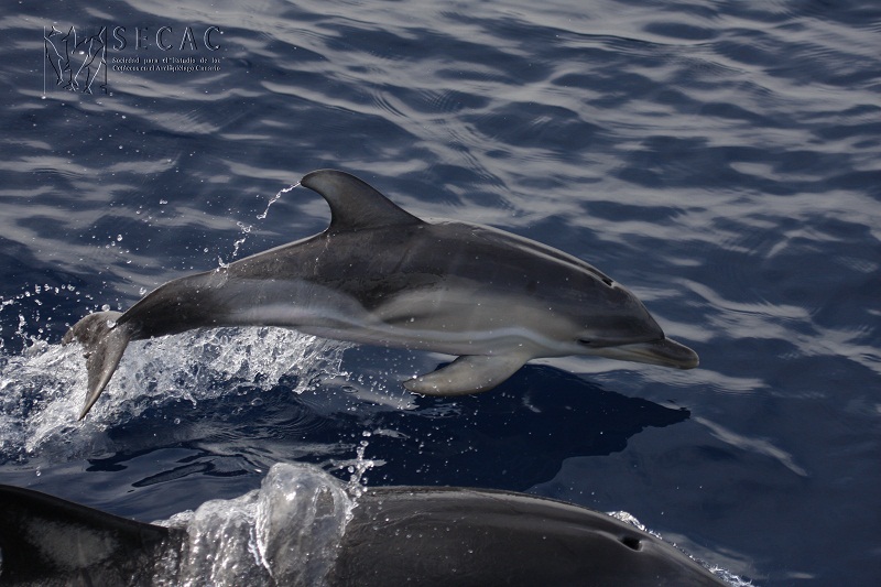 Delfín común neonato (Delphinus delphis) ©SECAC