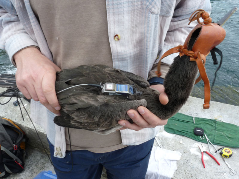 Un ejemplar de cormorán moñudo con un emisor GPS ©SEO BirdLife