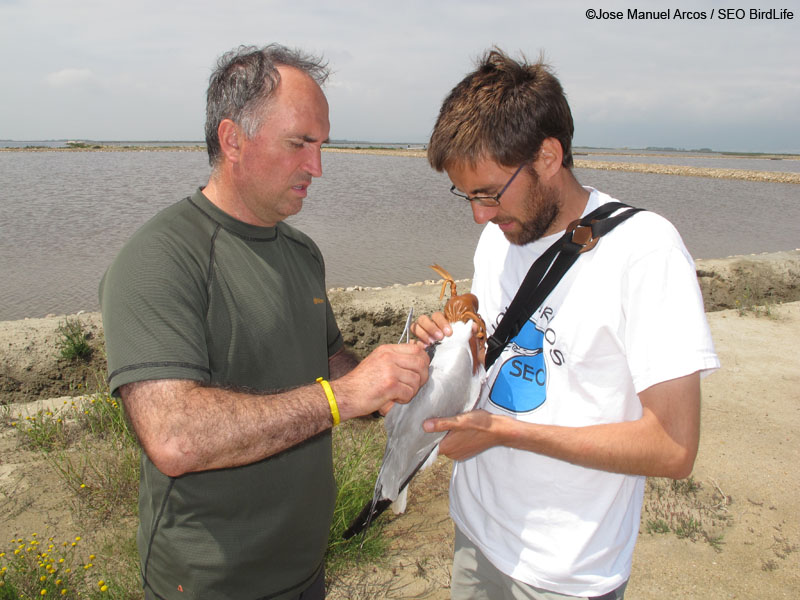 Colocando el GPS a un ejemplar de gaviota de Audouin ©SEO BirdLife