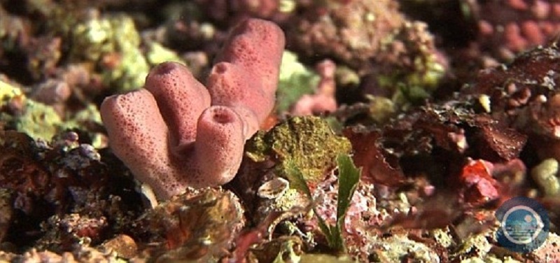 Esponja del género Haliclona. Los fondos de maërl del canal de Menorca presentan una gran diversidad de organismos filtradores © IEO