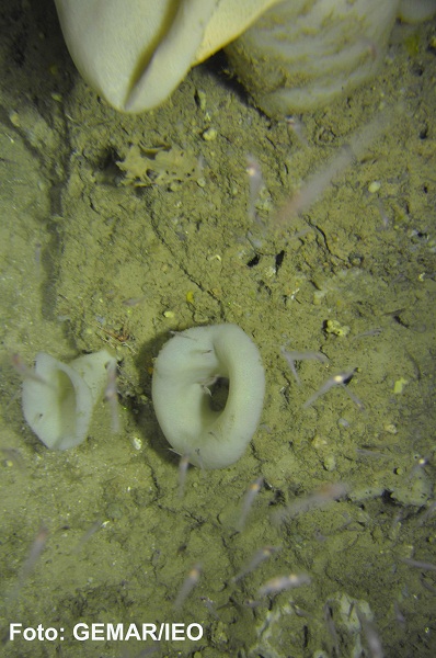 Campo de esponjas de la especie (Asconema setubalense) que se concentran en gran abundancia en algunas caracterizas por las expulsiones de metano. Sorprende observar cómo se adaptan a la zona los decápodos de la especie (Meganyctiphanes norvegica) que enc