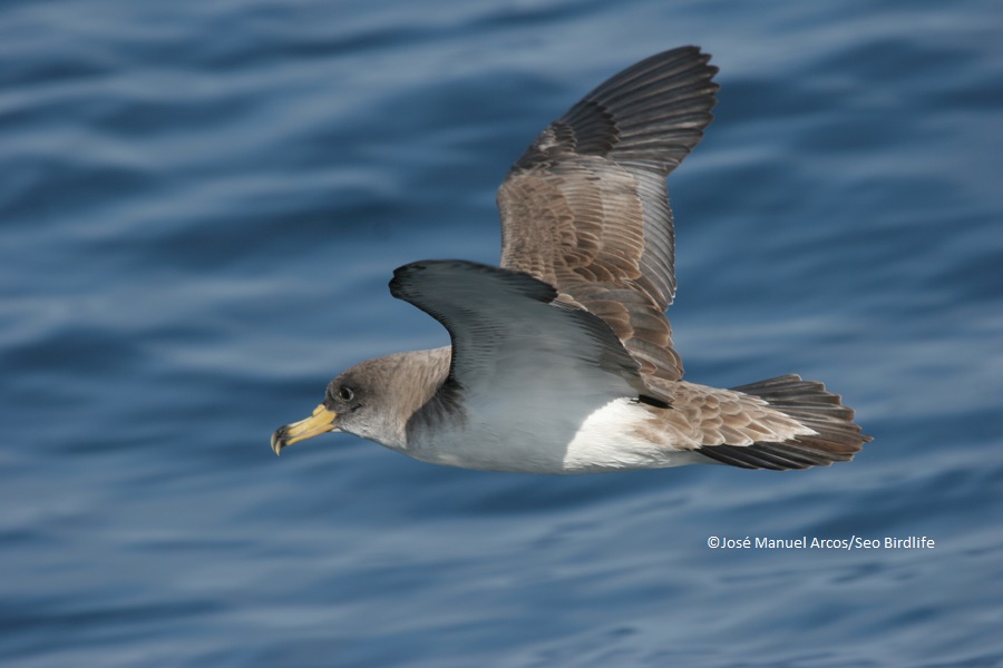 Pardela cenicienta © SEO/BirdLife - J.M. Arcos