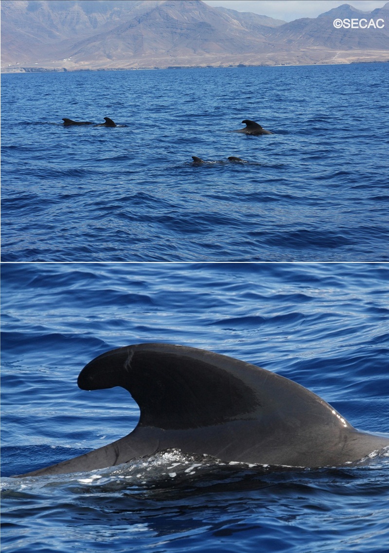 Calderones tropicales (G.macrorhynchus) frente a Morro Jable ©SECAC