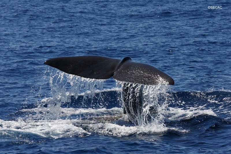 Uno de los cachalotes (P.macrocephalus) avistados durante esta campaña ©SECAC