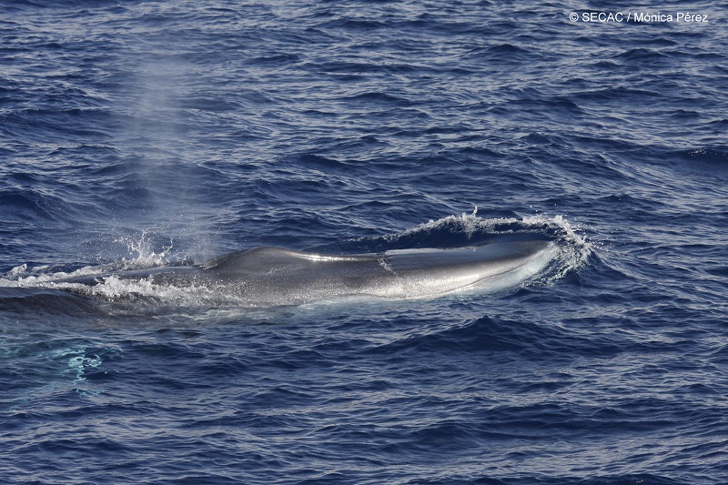 Rorcual común (Balaenoptera physalus) ©SECAC