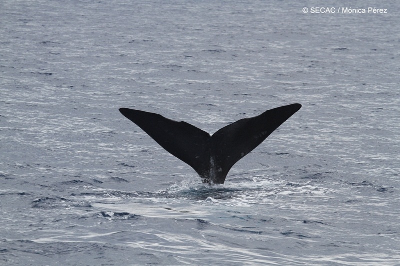 Fluking de un cachalote (Physeter macrocephalus) ©SECAC