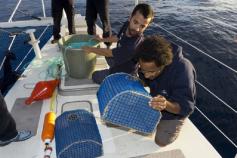 P. Silva y F. Cunha comprobando contenido nasas Gettysburg ©OCEANA / Gorka Leclercq