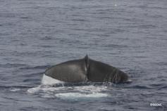 Cachalote (Physeter macrocephalus) ©SECAC