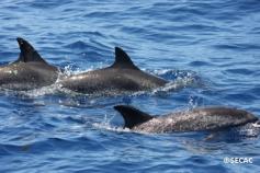 Delfines moteados adultos (Stenella frontalis) ©SECAC