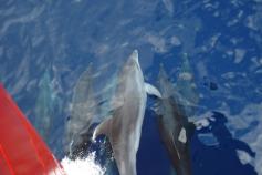 Delfines seguiendonos por el Cañon de Creus / Dolphins following us throw the Cañon de Creus ©ICM-CSIC