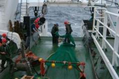 Beam trawl desplegado sobre la cubierta ©IEO