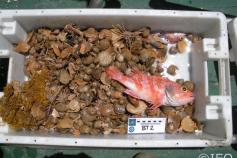 Bandeja conteniendo el material que se ha recuperado con el beam trawl ©IEO