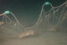 Especies de crustaceos atrapados en las redes ©ICM-CSIC