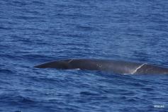 Lomo del rorcual tropical (Balaenoptera brydei) avistado ©SECAC