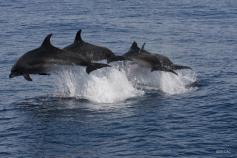 Delfines mulares / Bottlenose Dolphin (Tursiops truncatus) ©SECAC