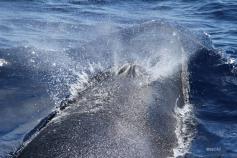 Whale Sei (Balaenoptera borealis) ©SECAC