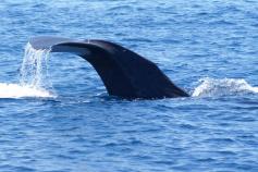 Cachalote / Sperm whale (Physeter macrocephalus) ©Submón