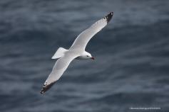 Gaviota de Audouin (c) SEO/BirdLife - Beneharo Rodriguez