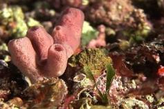 Esponja del género Haliclona. Los fondos de maërl del canal de Menorca presentan una gran diversidad de organismos filtradores © IEO