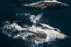 Grupo de delfines. Foto: CEMMA