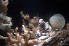 Corales de aguas frías y otros organismos sésiles configuran el arrecife ©IEO 