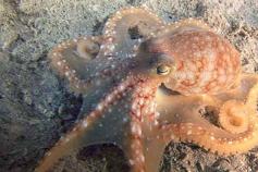 Un pulpo que se acercó al ROV y que jugueteó un rato con la cámara / An octopus playing with the camera next to the ROV ©ICM-CSIC