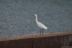 Garceta común (Egretta garzetta) en el puerto de Morro Jable ©SECAC