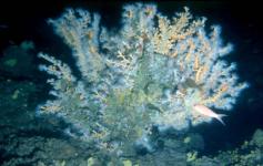 Coral amarillo / Yellow coral (Dendrophyllia ramea) ©A.Brito/WWF España