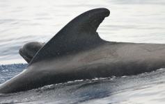 Madre y cría de calderones tropicales / Mother and baby of short-finned pilot whales (Globicephala macrorhybchus) ©SECAC