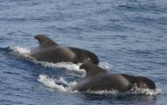 Calderones tropicales / Short-finned pilot whales (Globicephala macrorhybchus) ©SECAC