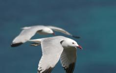 Gaviotas de audouin / Audouin´s gulls (Larus audouinii) ©José Manuel Arcos/SEO BirdLife
