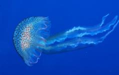 Medusa / Jellyfish (Pelagia noctiluca) ©OCEANA/Juan Cuetos