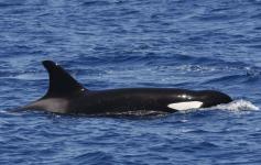 Orca / Orca (Orcinus orca) ©SECAC