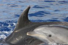 Delfín mular (Turisiops truncatus) ©SECAC